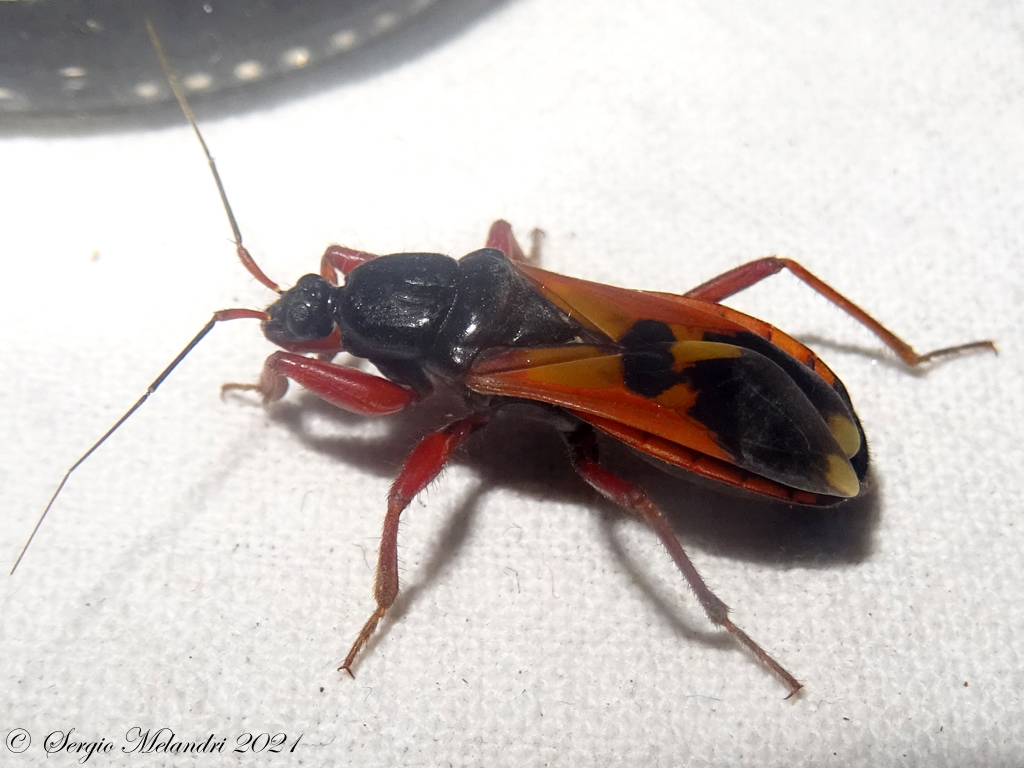 Reduviidae: Ectomocoris ululans ?  S